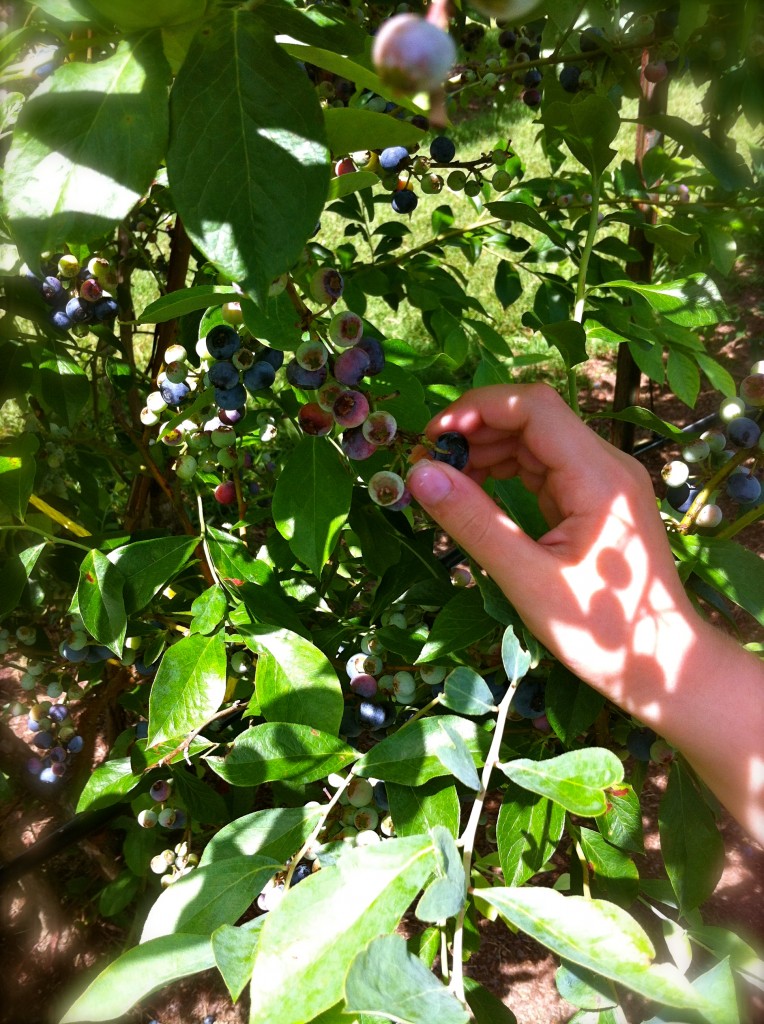 Pick Your Own Blueberries