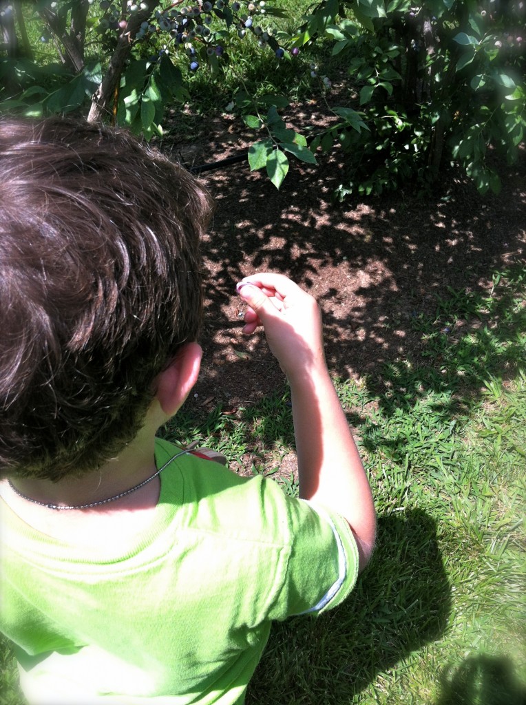 Pick Your Own Blueberries