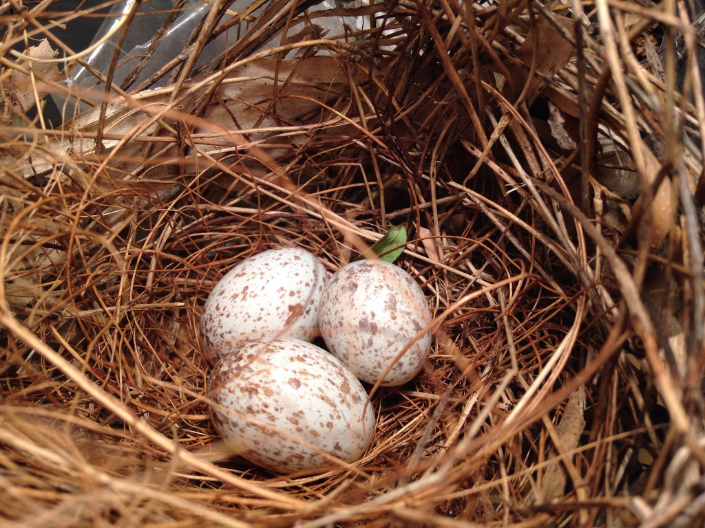 Cardinal Eggs