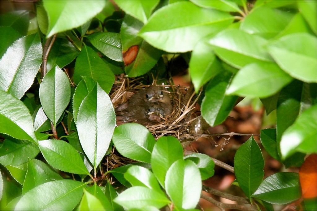 Baby_Cardinals