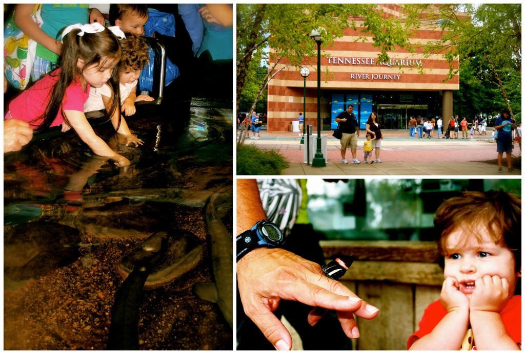 Tennessee_Aquarium