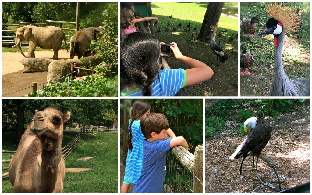 Grant's Farm