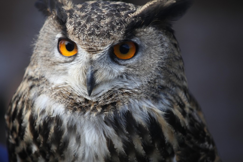 Owl_Prowl