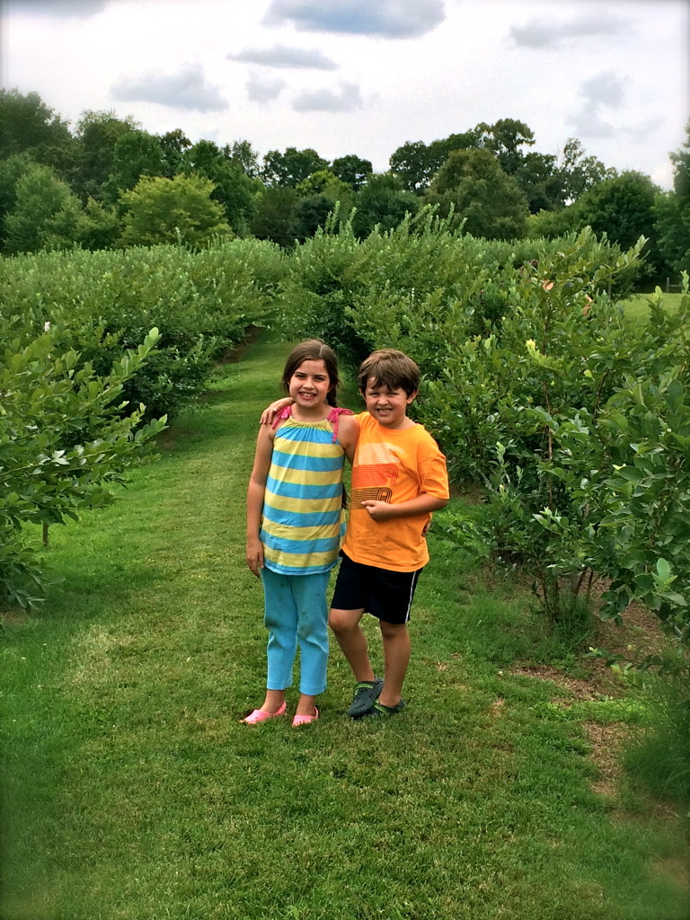 Blueberry Picking