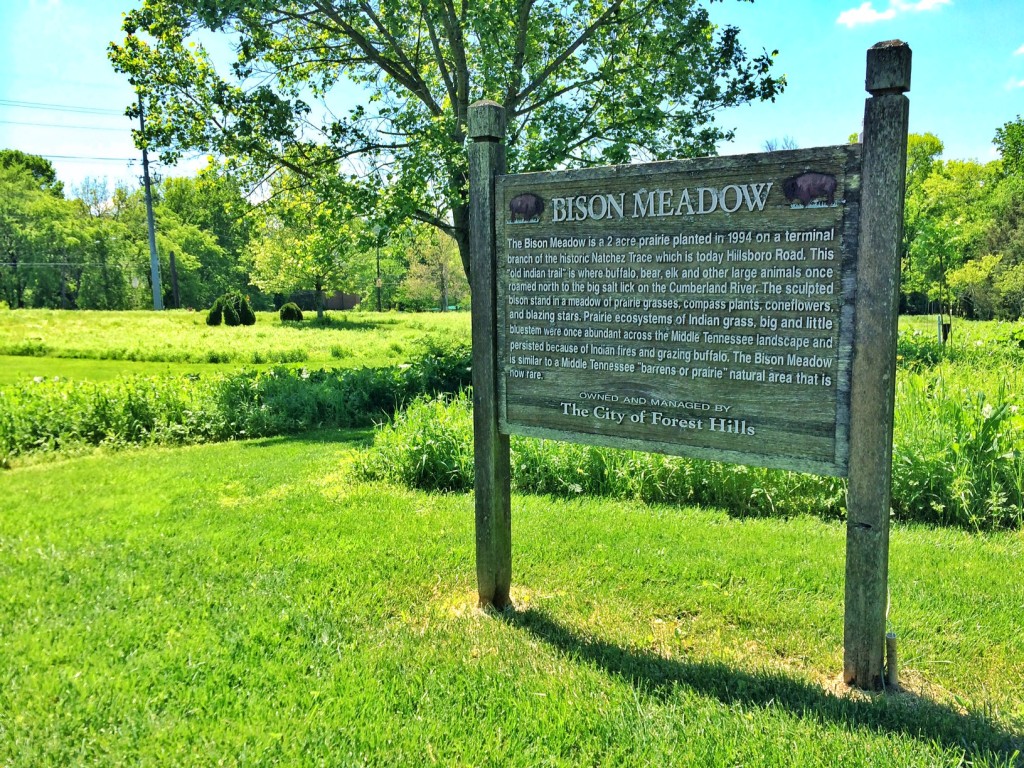 Bison Meadow