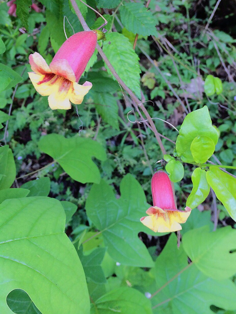 Wildflowers at Radnor Lake