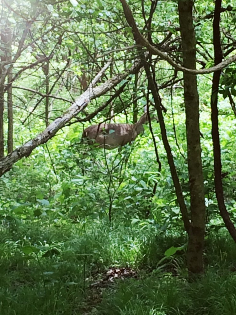 Deer at Radnor Lake