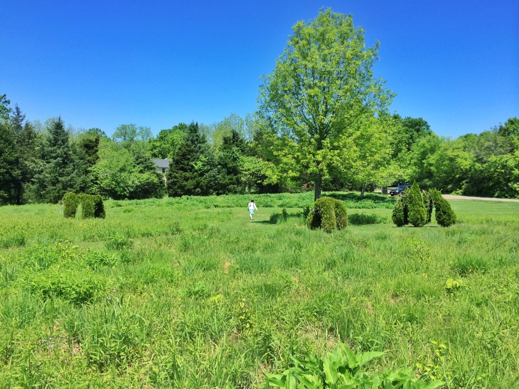 Bison Meadow