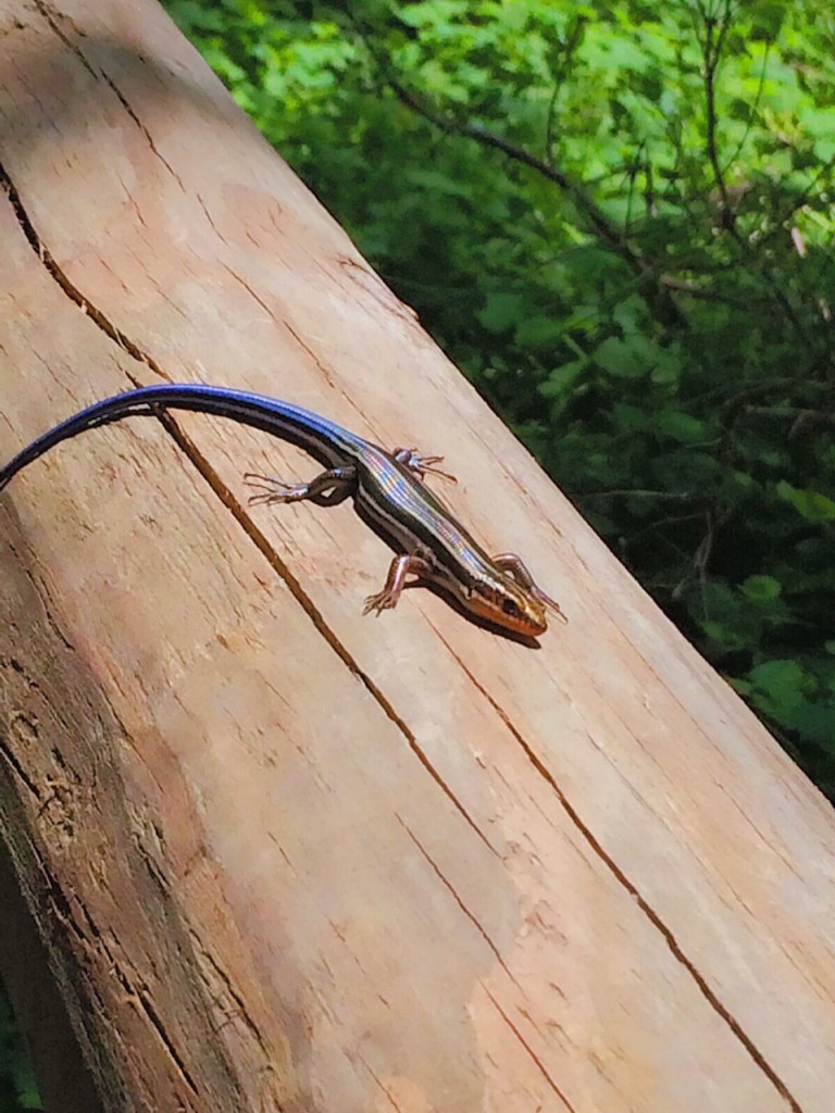 Lizards at Radnor Lake