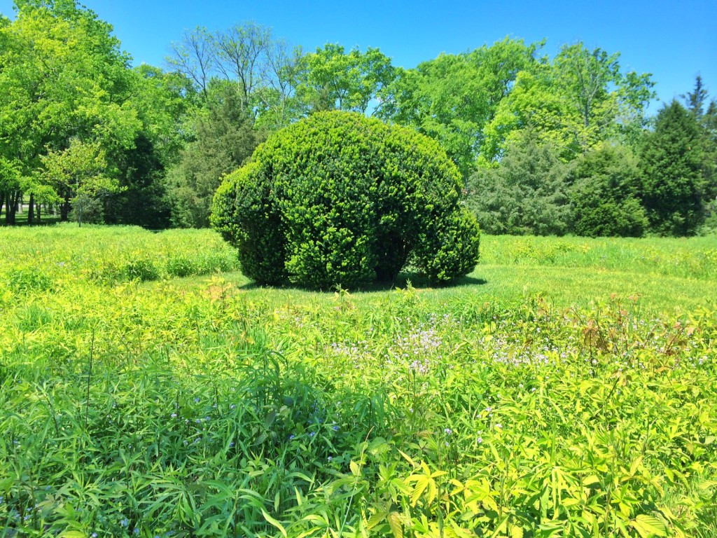 Bison Meadow