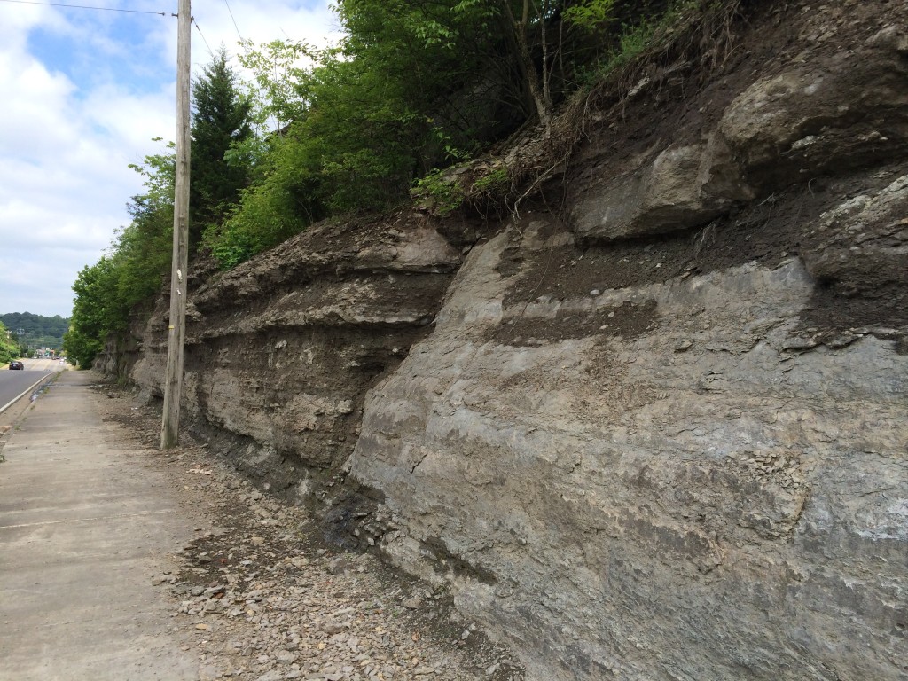 Red Caboose Park Fossils