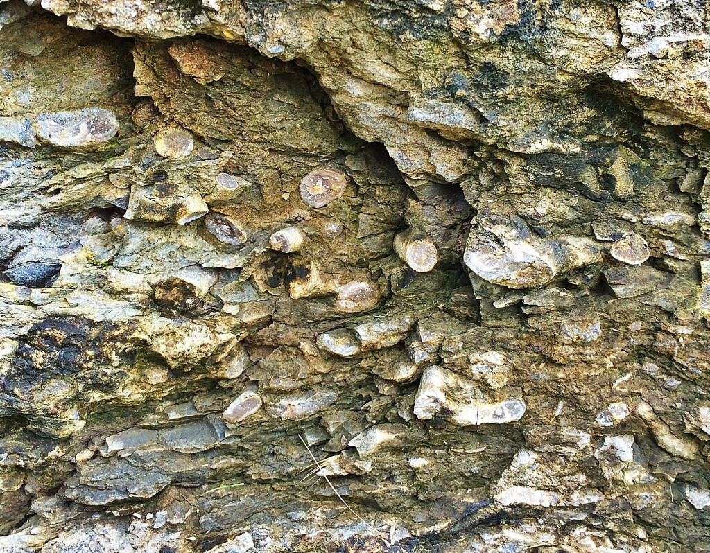 Red Caboose Park Fossils