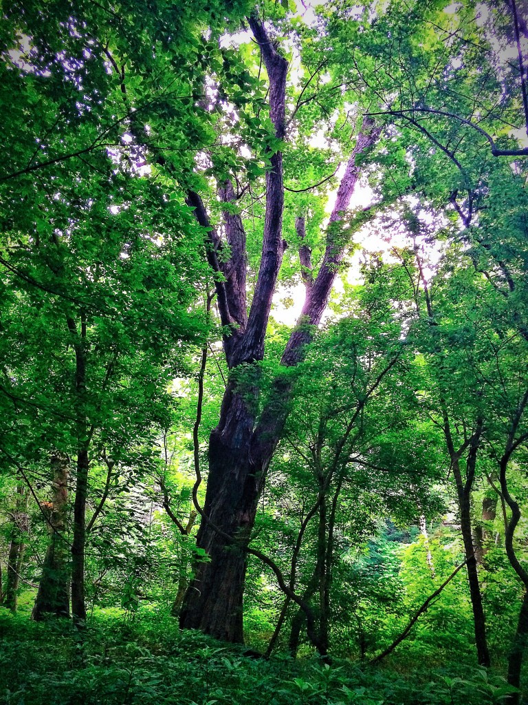 Port Royal State Park