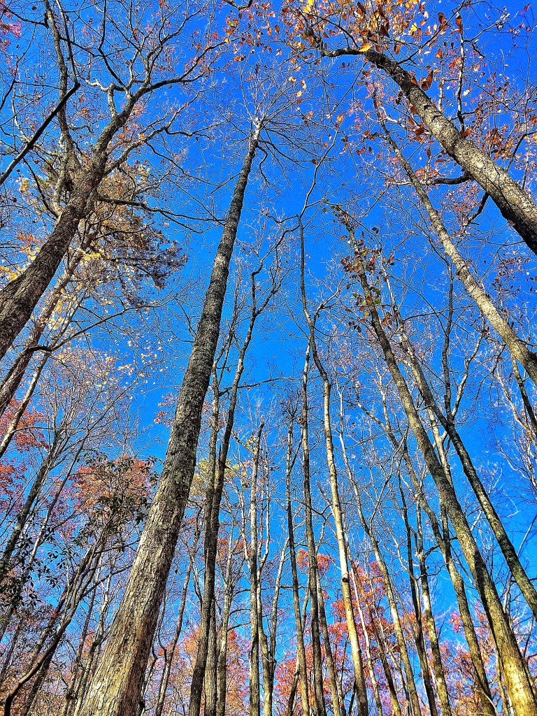 Laurel Falls Trail