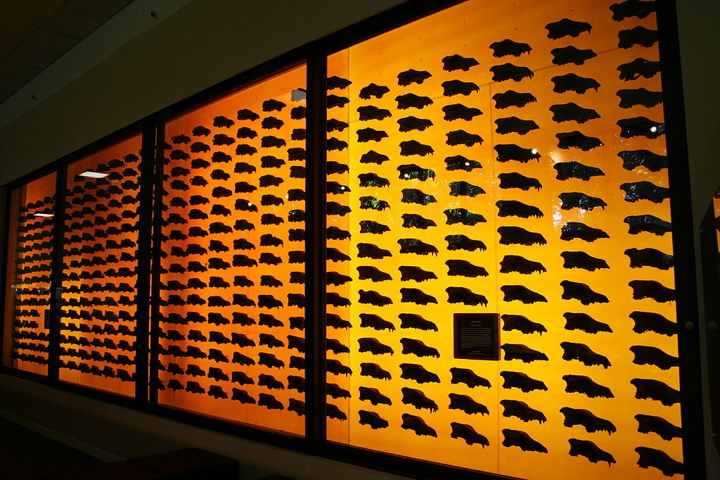 Dire Wolf Skulls at the La Brea Tar Pits