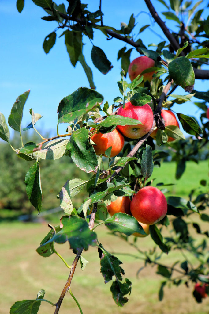 Apple Orchard