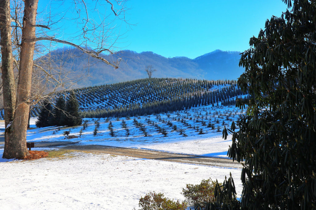 Things to do with kids in Maggie Valley