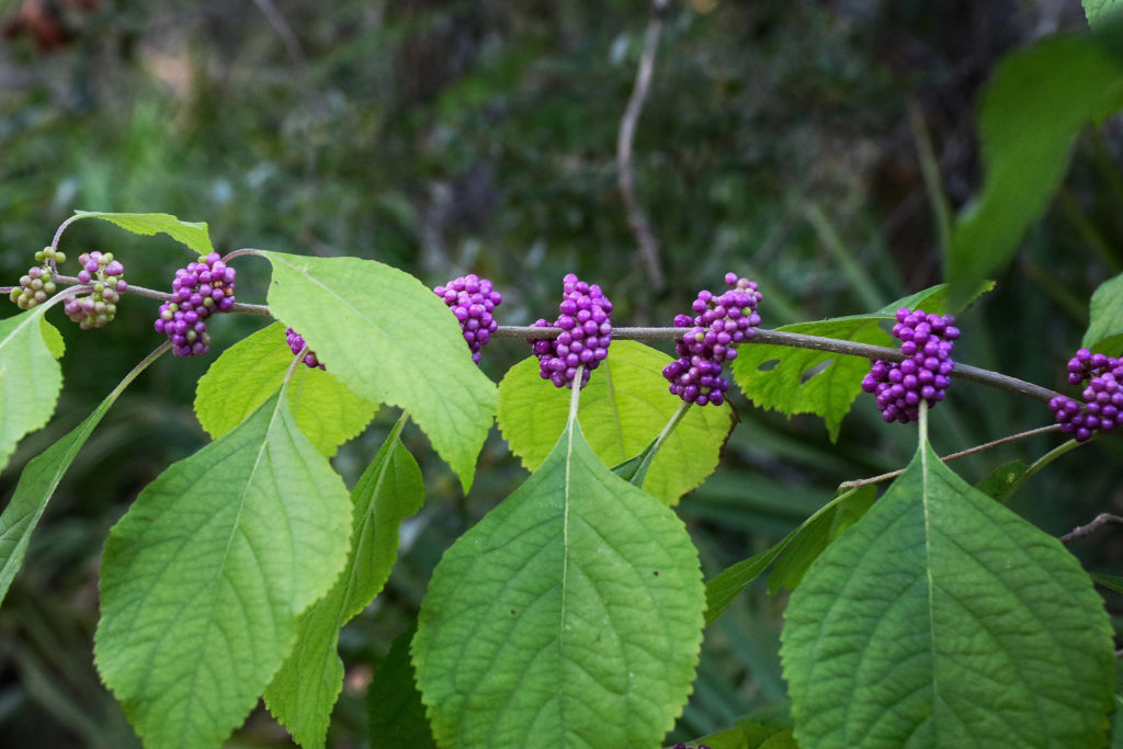 Beautyberry Bon Secour