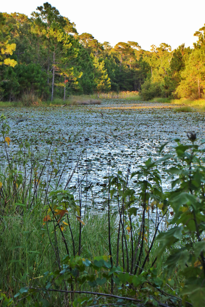 Jeff Friend Nature Trail Bon Secour