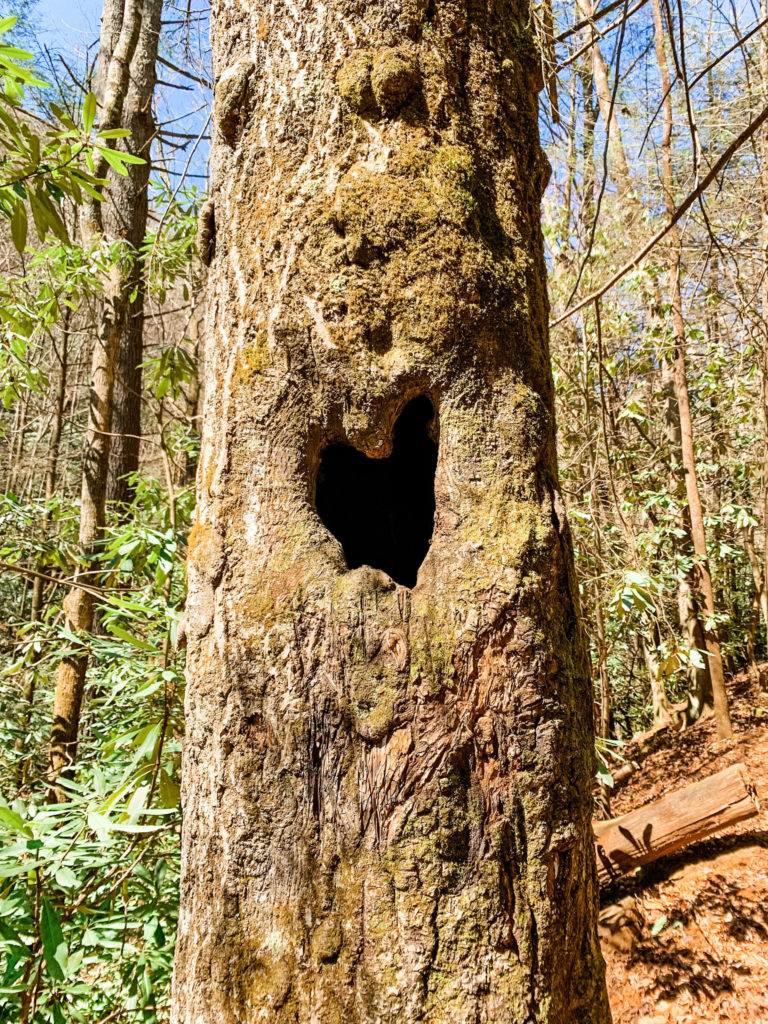 Raven Cliff Falls Heart Shaped Knothole