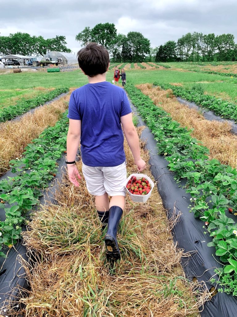 Pick Your Own Berries in Tennessee