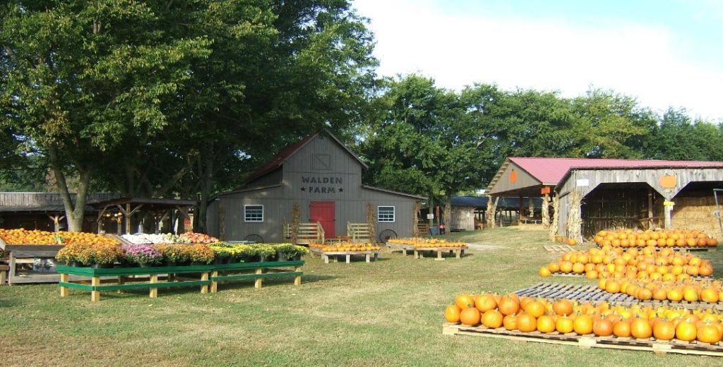 Pumpkin Patches Near Nashville